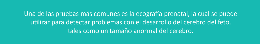 Una de las pruebas mas comunes es la ecografía prenatal, la cual se puede utilizar para detectar problemas con el desarrollo del cerebro del feto, tales como un tamaño anormal del cerebro. 