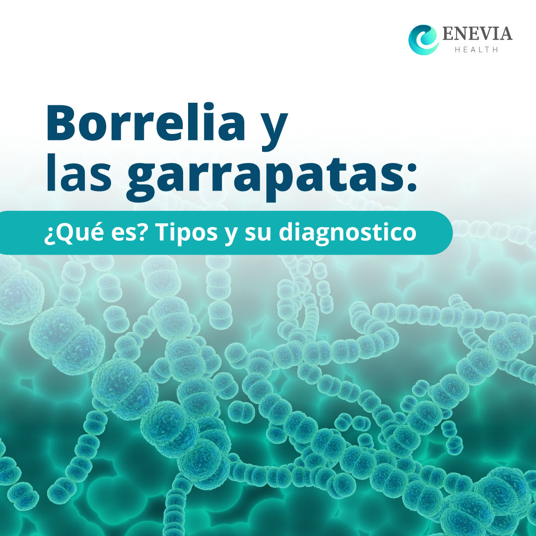 Borrelia y las garrapatas, quƩ son, tipos y diagnostico