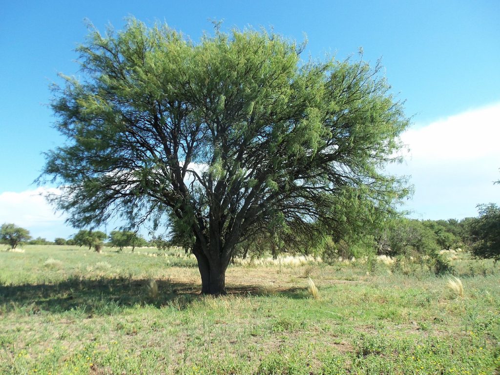 Foto del algarrobo en verano
