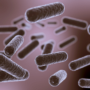 Sifilis bacteria neurodesarrollo