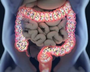 Microbiota intestinal