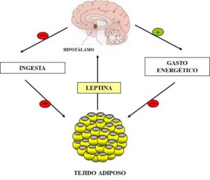 Leptina Obesidad