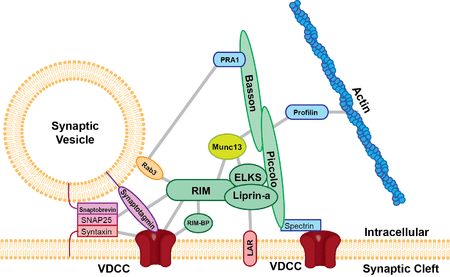 Proteina Basson en la zona activa obesidad