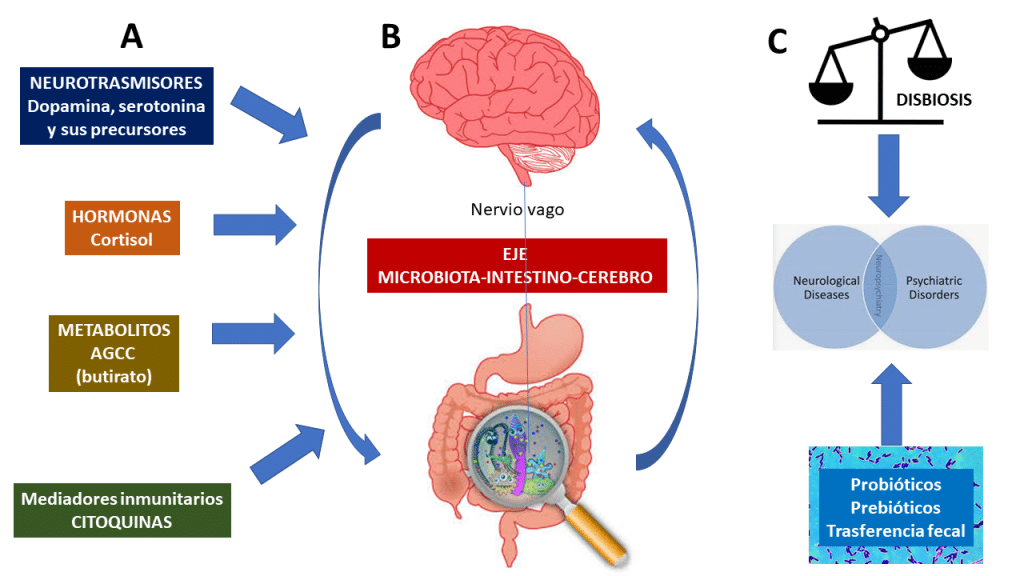 Funcionamiento del Eje Intestino-Cerebro