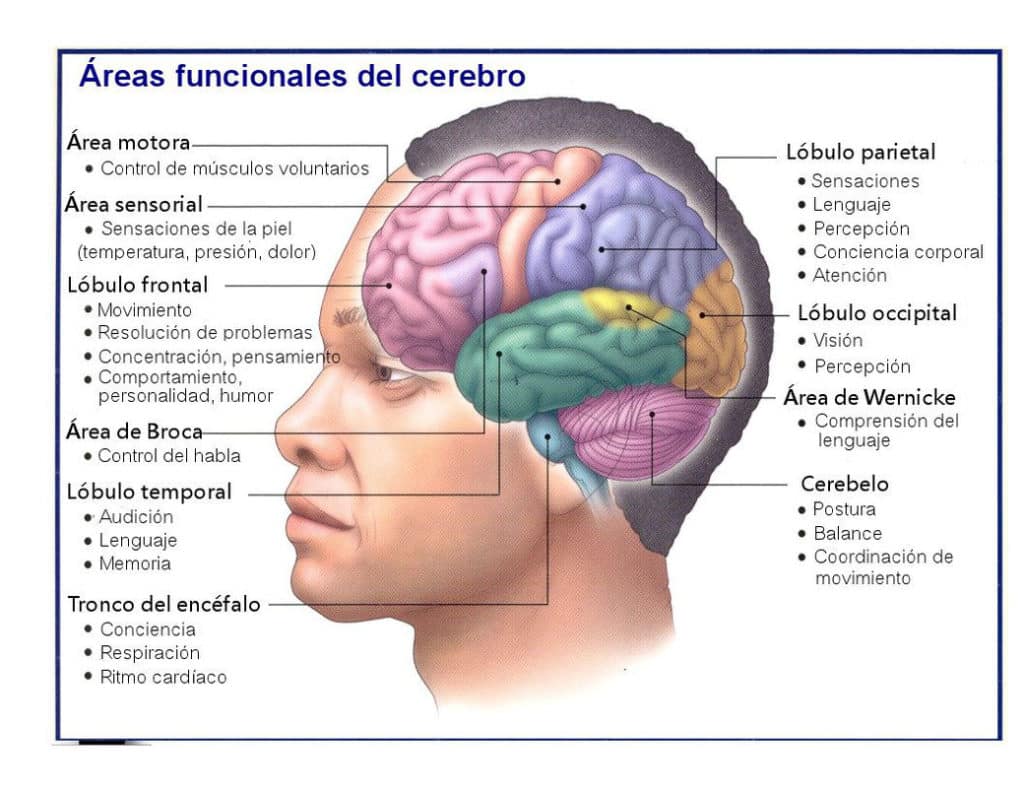 Áreas del cerebro que regulan distintas funciones