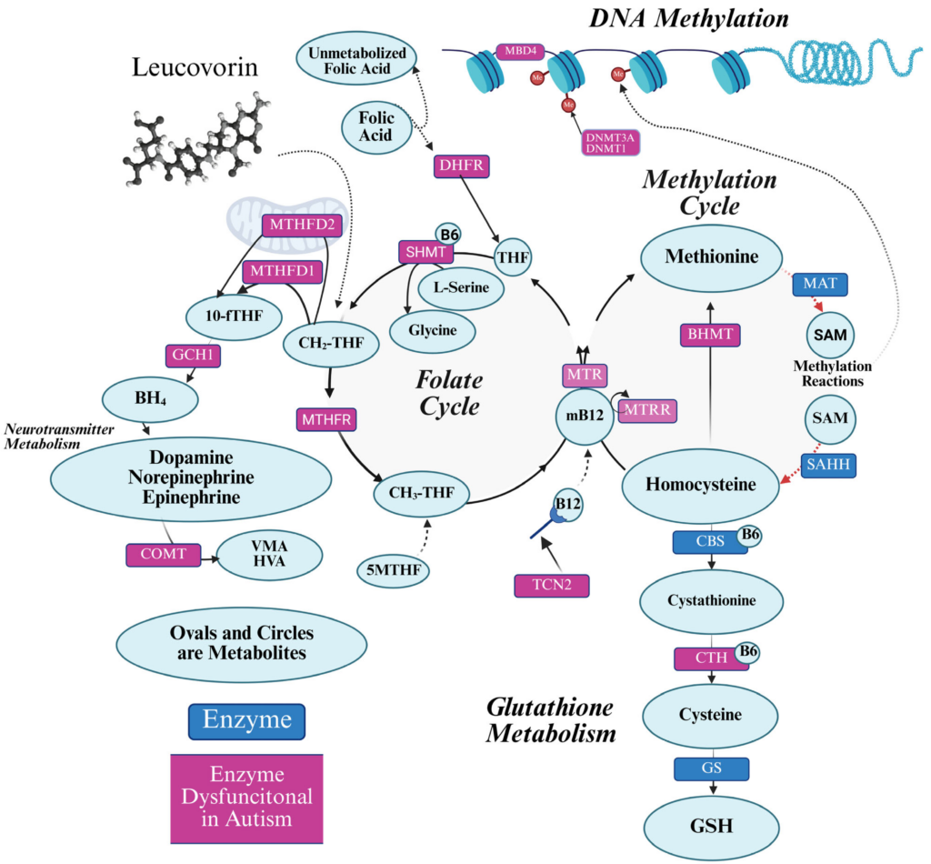 Metabolismo celular del folato